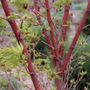 Acer Sango Kaku