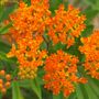 Butterfly Weed
