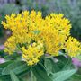 Hello Yellow Butterfly Flower