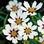 Coreopsis Big Bang&trade; Star Cluster