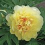 Paeonia  Itoh Bartzella