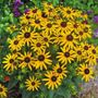 Rudbeckia Little Goldstar
