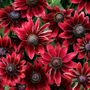 Rudbeckia Cherry Brandy