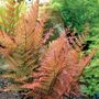 Dryopteris Brilliance Autumn Fern