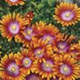 Delosperma Fire Spinner&reg;
