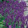 Lavandula Hidcote Blue