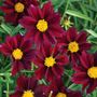 Coreopsis Big Bang&trade; Mercury Rising