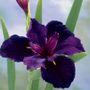 Iris Black Gamecock