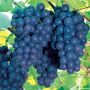 Vitis Concord Grape