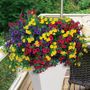 Calibrachoa MiniFamous&reg; Gold and Bold Combination (pack of 3)