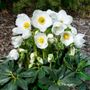 Helleborus HGC&reg; Jesko Hellebore