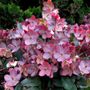 Helleborus HGC&reg; Merlin&reg; Hellebore
