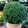 Green Velvet Boxwood