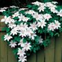 Henryi Clematis