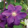 Clematis Jackmanii