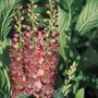 Clethra Ruby Spice
