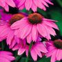 Echinacea PowWow&reg; Wild Berry Coneflower