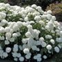 Hydrangea Annabelle