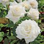 Pope John Paul II Hybrid Tea Rose