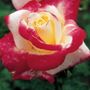 Double Delight Hybrid Tea Rose