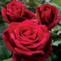 Mister Lincoln Hybrid Tea Rose