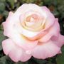 Crescendo&reg; Hybrid Tea Rose