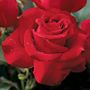 Veterans Honor&reg; Hybrid Tea Rose