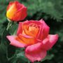 Summer Nights Hybrid Tea Rose