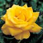 Henry Fonda Hybrid Tea Rose