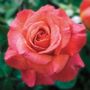 Sedona&reg; Hybrid Tea Rose