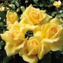 Monkey Business Floribunda Rose