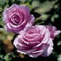 Fragrant Lavender Simplicity Hedge Rose