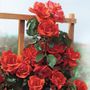 Blaze of Glory Climbing Rose