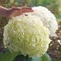 Hydrangea Incrediball&reg; Smooth Hydrangea