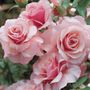 Our Lady of Guadalupe Floribunda Rose