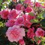 Social Climber Climbing Rose