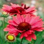 Gaillardia Arizona Red Shades