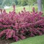 Weigela Sonic Bloom&reg; Pink