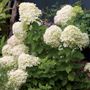 Hydrangea Little Lime&reg; Panicle Hydrangea