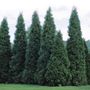 Thuja Green Giant Arborvitae