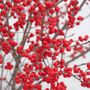 Ilex Berry Poppins&reg;