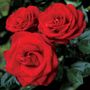 Always and Forever&reg; Hybrid Tea Rose