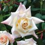 Soft Whisper Hybrid Tea Rose