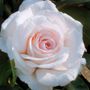 Clouds of Glory Hybrid Tea Rose