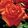 Wildfire Hybrid Tea Rose