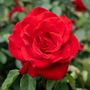 Olympiad Hybrid Tea Rose