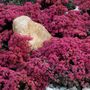 Sedum SunSparkler&reg; Dazzleberry Stonecrop
