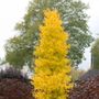 Ginkgo Goldspire