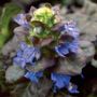 Black Scallop Bugleweed
