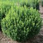 Buxus Sprinter&reg; Boxwood
